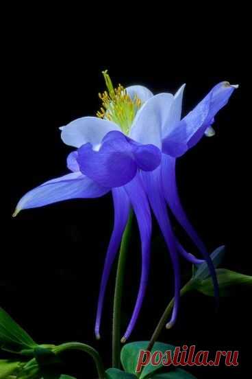 (311) Pinterest