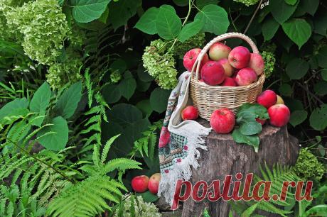 Обои Еда Яблоки, обои для рабочего стола, фотографии еда, Яблоки, зелень, корзинка Обои для рабочего стола, скачать обои картинки заставки на рабочий стол.