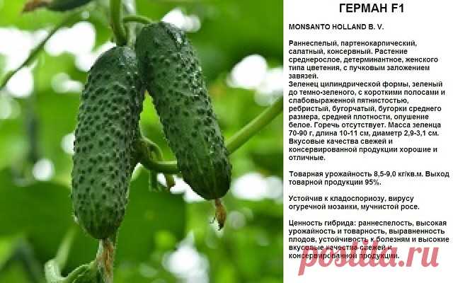 (1) Одноклассники