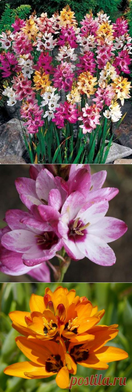 Иксия - яркое солнце сада.