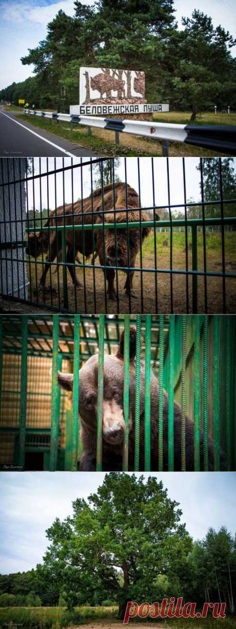 (+1) тема - Прогулка по Беловежской пуще | Занимательный журнал
