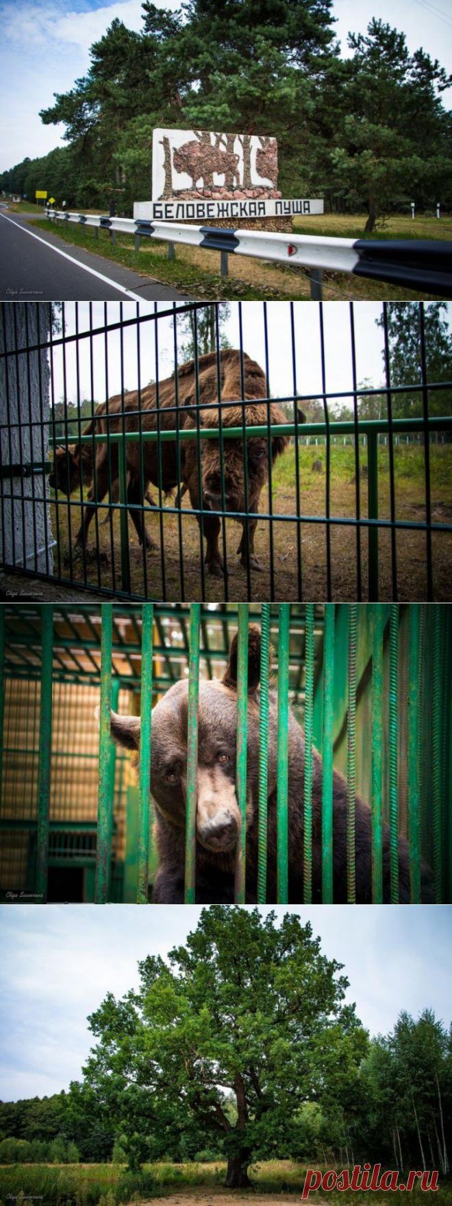 (+1) тема - Прогулка по Беловежской пуще | Занимательный журнал