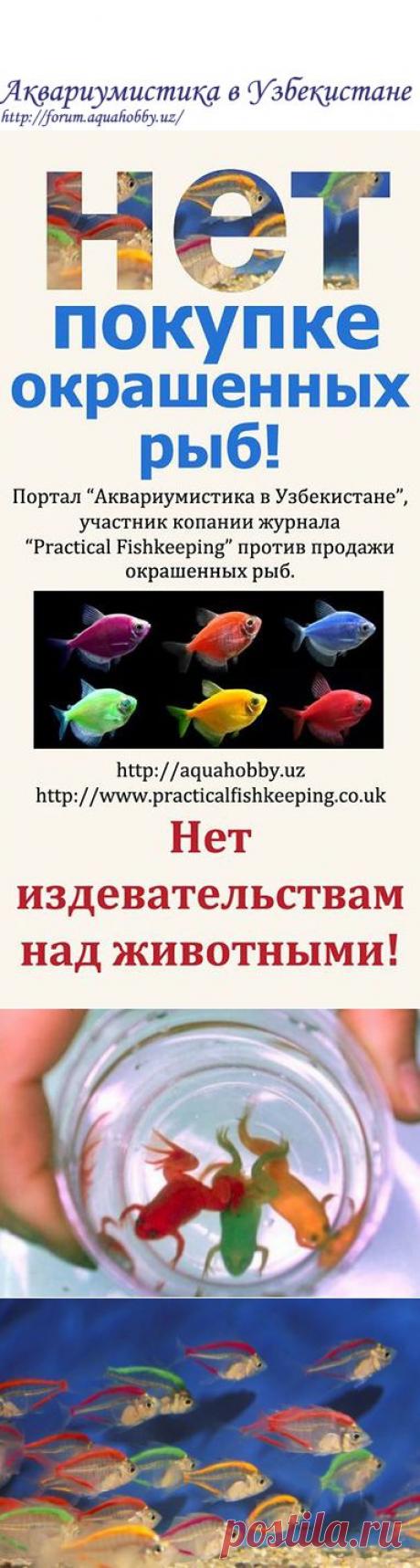 Портал &quot;Аквариумистика в Узбекистане&quot; против продажи искуственно окрашенных рыбок - Акции и объявления - Аквариумистика в Узбекистане