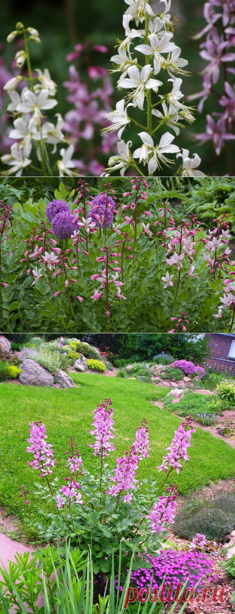 Опасный, но прекрасный Диктамнус, или Ясенец