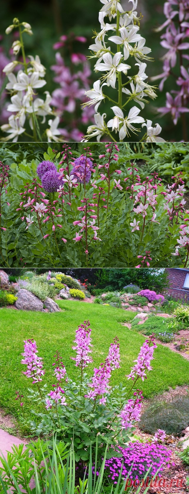 Опасный, но прекрасный Диктамнус, или Ясенец