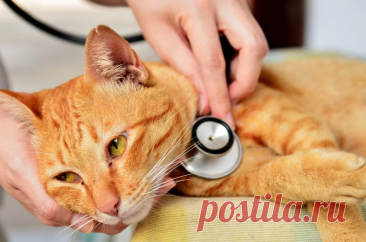 😿Профилактика МКБ у котов и кошек: советы ветеринара | Нос, хвост, лапы | Дзен