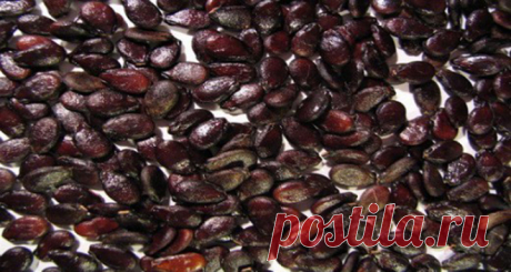 Вот что могут сделать семена арбуза для вашего здоровья! Прочитав ЭТО вы никогда не выплюните их снова Большинство людей едят сладкие и сочные арбузы, но они всегда выплевывают семена. Семена арбуза потребляется во многих культурах по всему миру, потому что они являются очень богатым источником питательных веществ, в том числе цитруллина, ликопина, фенольных