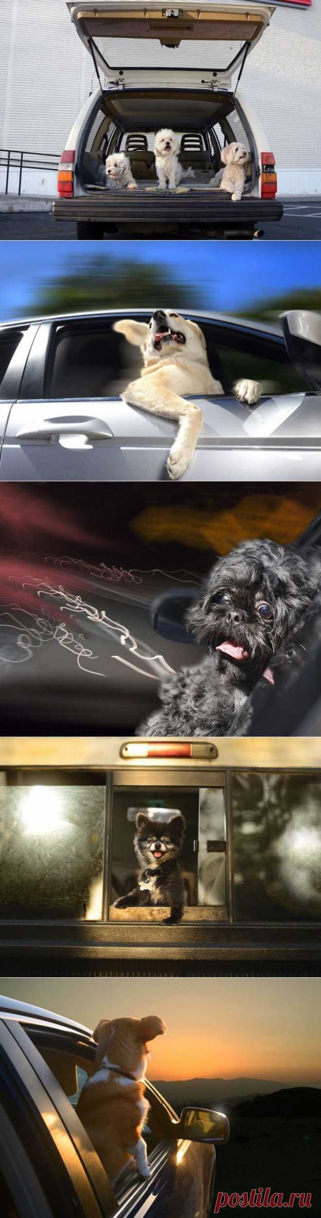» Восторженные собаки выглядывают из автомобильных окон Это интересно!