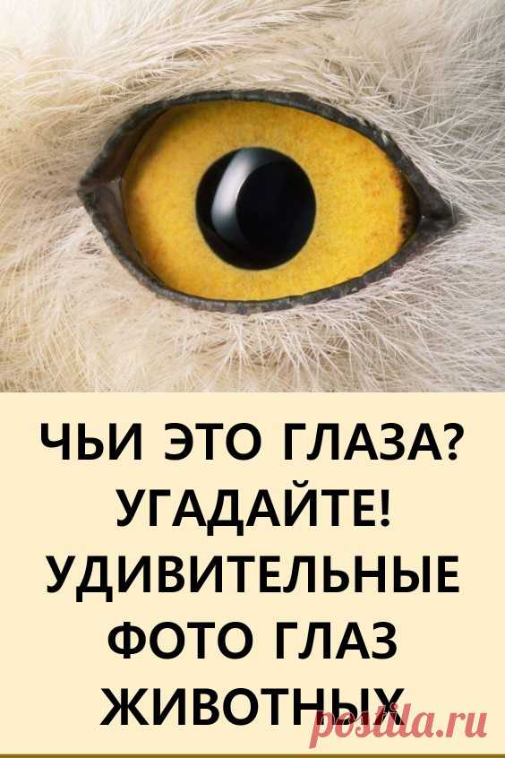 Чьи это глаза: удивительные фото глаз животных крупным планом. Всмотритесь в эти снимки, на них всех изображены глаза различных зверей и птиц, и все они удивительно диковинные.

Ведь мы никогда не всматриваемся в глаза животных, а они у них фантастические: незатейливый рисунок или сложный узор, яркий окрас глаз и четко обведенное веко. Смогли бы вы угадать без подсказок, чье «око» перед вами? #животные