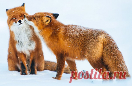 Рыжего восторга пост! ☺ Горный инженер с Чукотки фотографирует лис: ↪