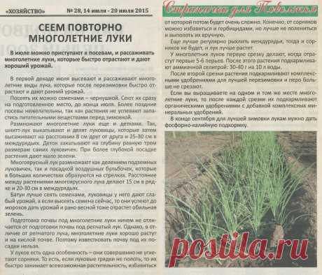 Сеем повторно многолетние луки