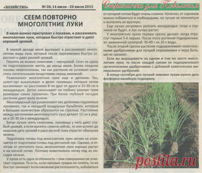 Сеем повторно многолетние луки