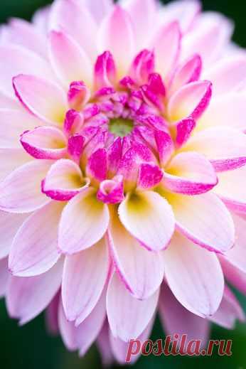 Google+ – #flowers