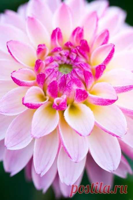 Google+ – #flowers