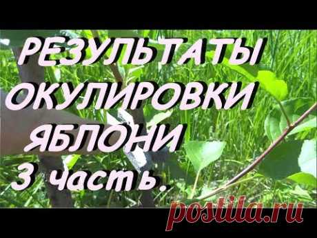 РЕЗУЛЬТАТЫ ОСЕННЕЙ ОКУЛИРОВКИ ЯБЛОНИ.ВЕСНА-ЛЕТО.