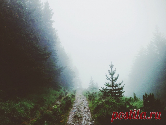 Потрясающий лес в Шеффилде - Путешествуем вместе