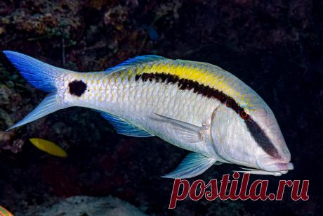 Dash-dot Goatfish with yellow stripe - Parupeneus barberinus (EN) Dash-dot Goatfish - (FR) Barbet rayé Parupeneus barberinus with yellow stripe, Panglao, Philippines