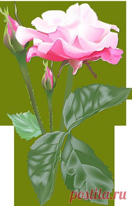 роза розовая