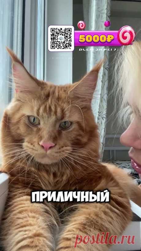 Кот на понтах😂😂#shorts #rek #funny #cat #врек #shortvideo #мем #рекомендации #юмор #кот #топ