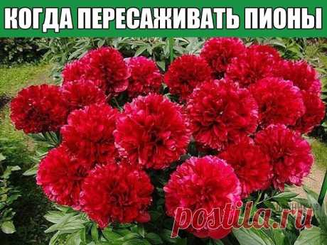 Когда пересаживать пионы – шпаргалка успеха для цветовода!
Пересадка пионов осенью – сроки и правила
Пионы пересаживают по нескольким причинам – растение перестало цвести или цвет измельчал, хочется приумножить количество полюбившихся цветов или по каким-то причинам срочно требуется сменить место жительства куста. Когда пересаживать пионы – выбор садовода, но лучше всего переезжать в августе-октябре: куст уже отцвел, жара спала, а до осенних дождей еще далеко. Цветок успее...
