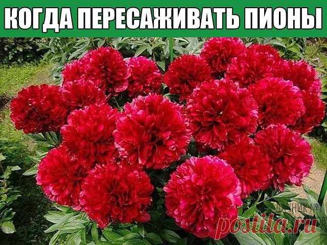 Когда пересаживать пионы – шпаргалка успеха для цветовода!
Пересадка пионов осенью – сроки и правила
Пионы пересаживают по нескольким причинам – растение перестало цвести или цвет измельчал, хочется приумножить количество полюбившихся цветов или по каким-то причинам срочно требуется сменить место жительства куста. Когда пересаживать пионы – выбор садовода, но лучше всего переезжать в августе-октябре: куст уже отцвел, жара спала, а до осенних дождей еще далеко. Цветок успее...