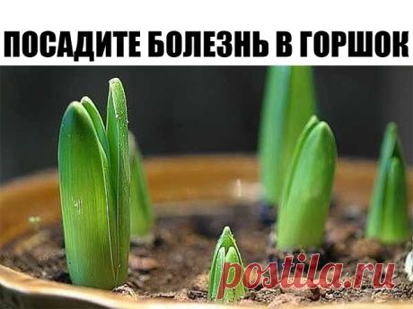 Посадите болезнь в горшок 

Исцелить человека можно очень простым способом, который доступен практически каждому. Основывается он на проверенной веками практике, что болезнь может быть перенесена с пациента на любой другой организм, в частности — на растение. 

Само действо вам может показаться даже идиотическим, что свойственно рационалам, но давайте прежде немного уточним откуда это взялось. Не поверите, но это действительно очень серьёзный материал. Известно что шаманиз...