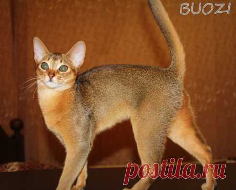 Абиссинская кошка дикого окраса