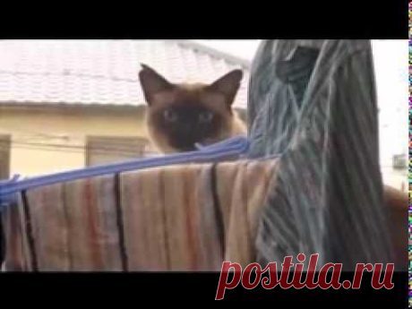 15 кошачьих фейлов, которые заставят вас смеяться до слез