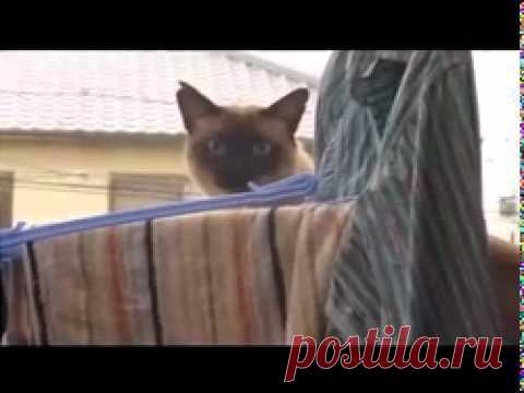 15 кошачьих фейлов, которые заставят вас смеяться до слез