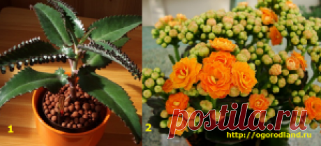 Каланхоэ. | Каланхоэ Дегремона называют комнатным женьшенем, так как листья этого растения используют в медицине. Каланхоэ полезно выращивать в квартирах. Они создают атмосферу тепла, спокойствия и здоровья. Сад и Огород