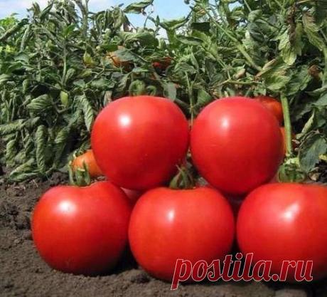 ОТКАРМЛИВАЕМ ТОМАТЫ!