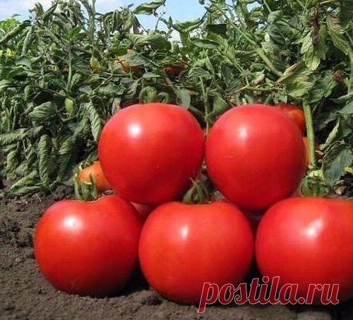 ОТКАРМЛИВАЕМ ТОМАТЫ!