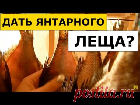 Как Вкусно Засолить Рыбу (Леща) Дома? Обзор "Сушилка Для Рыбы" (Бомбит)