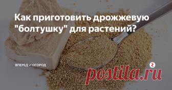 Как приготовить дрожжевую 
