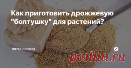 Как приготовить дрожжевую "болтушку" для растений? Очень часто встречается предложение подкормить растения дрожжевой "болтушкой". Как ее приготовить?
Рецепт приготовления дрожжевой "болтушки"
На 3 л теплой воды добавляем 2 ст.л. сахарного песка, пачку (11 гр) сухих дрожжей. Хорошо перемешиваем. Закрываем банку марлей или тряпочкой.
Настаиваем сутки. "Болтушка" готова!
