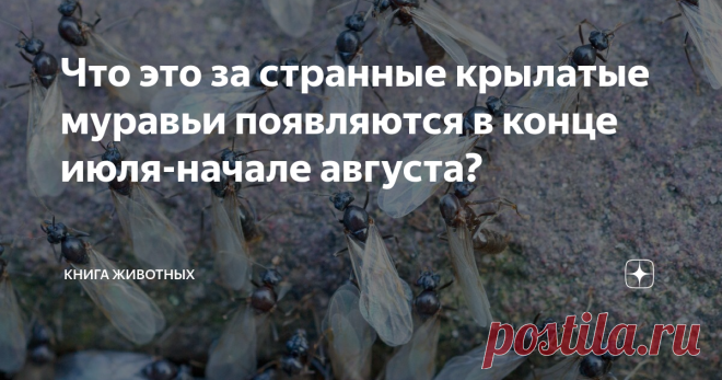Что это за странные крылатые муравьи появляются в конце июля-начале августа? Уникальное событие, что длится лишь 2 недели лета!