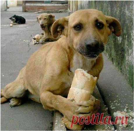 «Мы кричали, но люди разбегались, как тараканы!!!» Двух детей спасла … свора бродячих собак