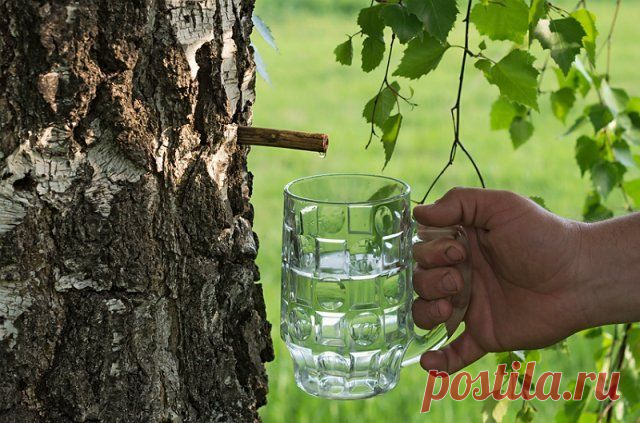 13 лучших рецептов напитков из березового сока на зиму | Статьи (Огород.ru)