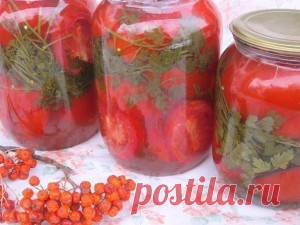 Помидоры дольками с петрушкой / не для тех, кто любит всё солёное и острое. Очень необычно и вкусно/