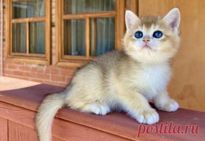 Почему золотая шиншилла такая популярная и относиться ли она к породе или это просто расцветка |... Золотые шиншиллы относятся к королевским кошкам, которые очень популярны среди любителей кошек.