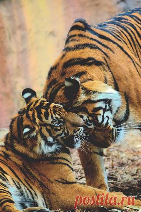 ~Paradise~ — Mother &amp; Son | (by David Hobcote)