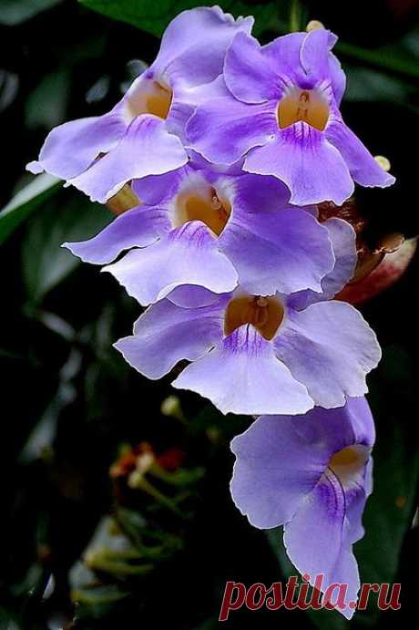 Thunbergia alata
