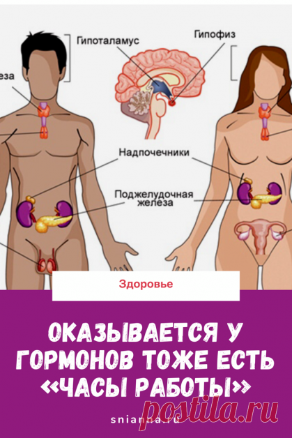 Про гормоны. Оказывается у гормонов тоже есть «часы работы». 6:00 — поднимается уровень КОРТИЗОЛА — гормон, который готовит наш организм к активному бодрствованию!

ГОРМОНАЛЬНОЕ РАСПИСАНИЕ ➡️ Кликайте на фото, чтобы прочитать полностью