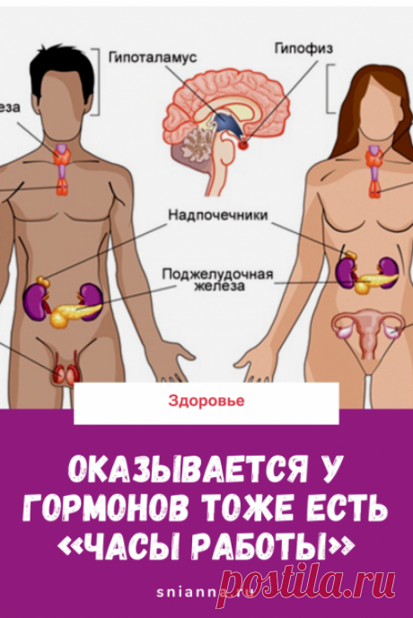 Про гормоны. Оказывается у гормонов тоже есть «часы работы». 6:00 — поднимается уровень КОРТИЗОЛА — гормон, который готовит наш организм к активному бодрствованию!

ГОРМОНАЛЬНОЕ РАСПИСАНИЕ ➡️ Кликайте на фото, чтобы прочитать полностью