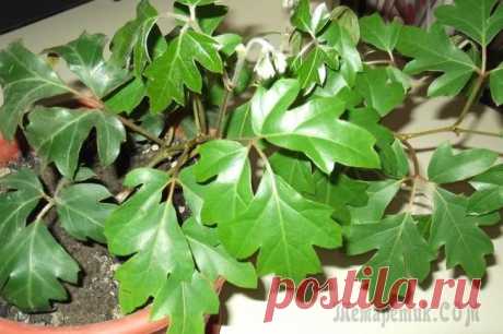 Фото и названия комнатных вьющихся растений