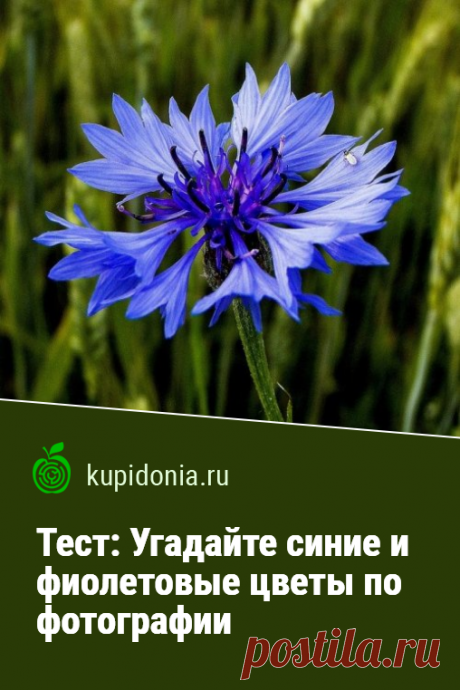 Тест: Угадайте синие и фиолетовые цветы по фотографии. Тест о синих цветах, состоящий из 20 вопросов разной сложности. Проверьте свои знания и визуальную память!