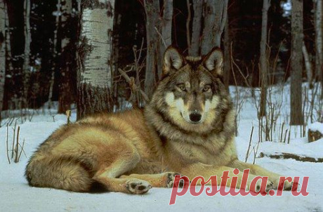 (20) Одноклассники