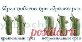 Формирование куста розы. Весенняя, летняя и осенняя обрезка