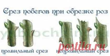 Формирование куста розы. Весенняя, летняя и осенняя обрезка