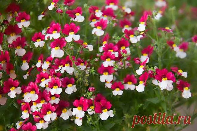 Немезия: посадка и уход, виды и сорта, фото.